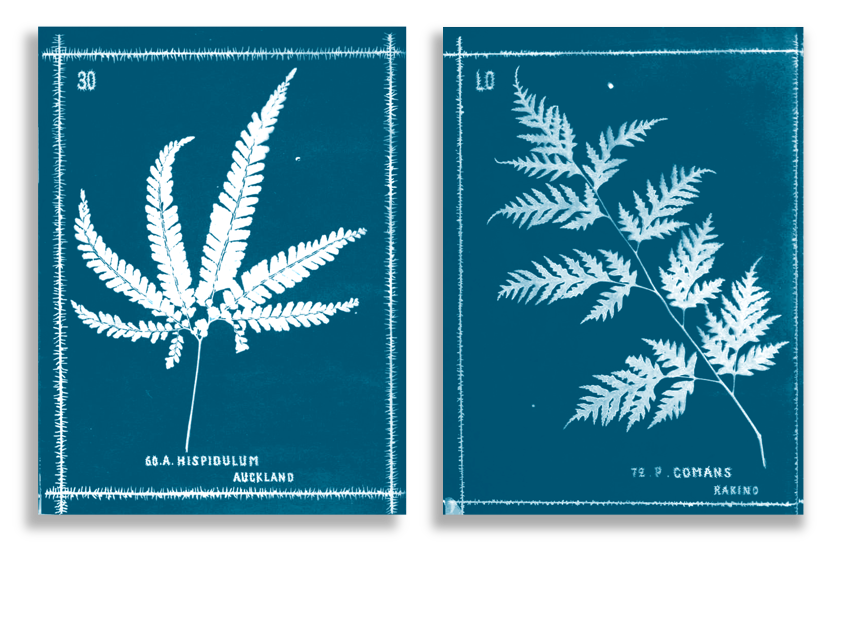 Sun Prints for Junk Journals: Easy Cyanotype Tutorial + Free Printable