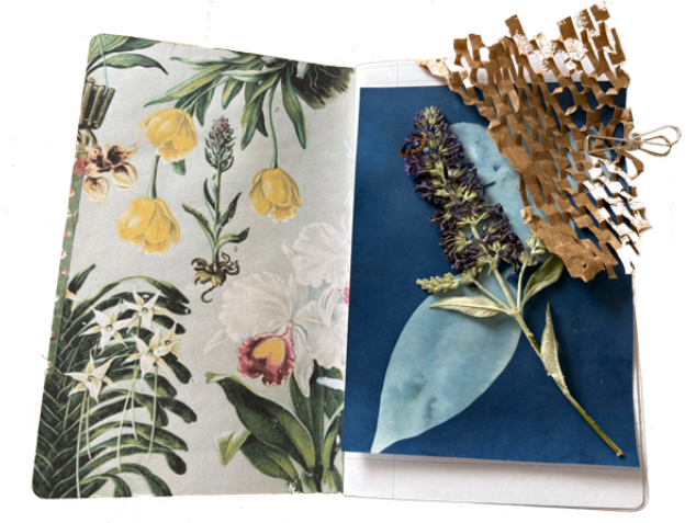 An open journal with light sensitive paper and a plant