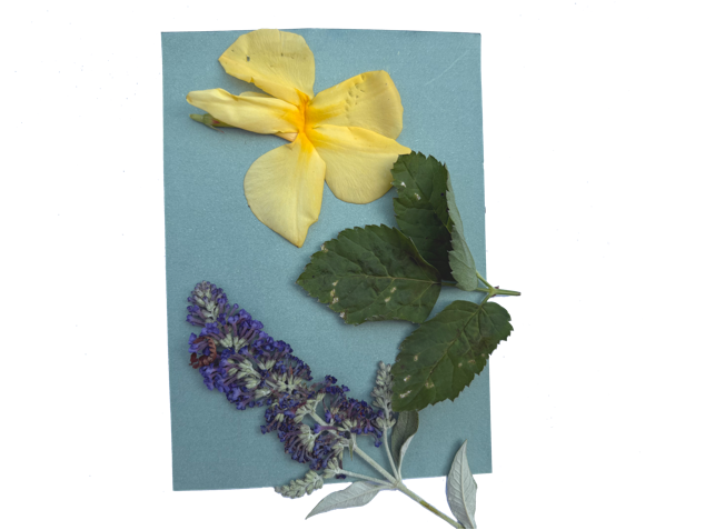 Flowers and leaves on light sensitive paper