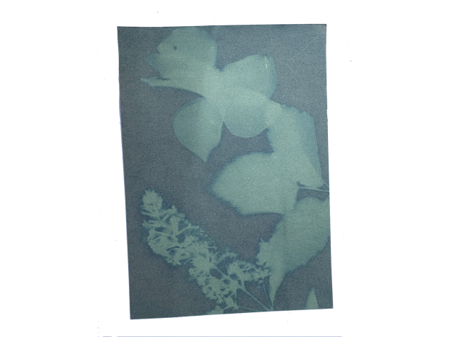 Light sensitive paper with the image left by the plants