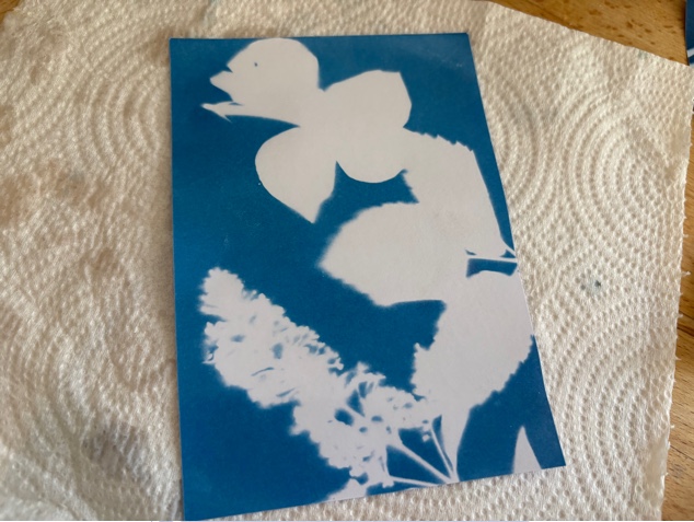 Light sensitive paper drying on kitchen roll