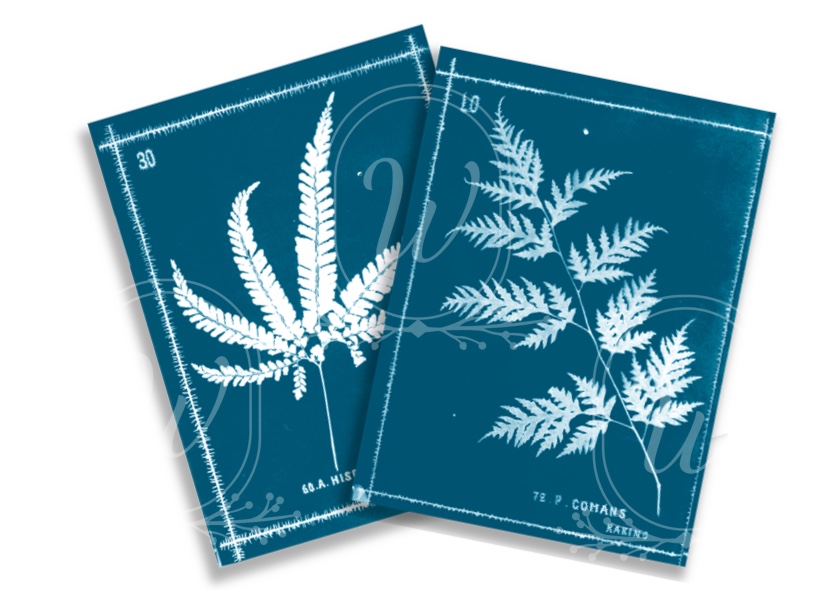 2 pages of cyanotypes